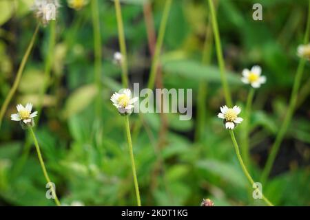 Bidens pilosa (chiamato anche ketul kebo, ketul sapi, jaringan, caringan, lani thuwa, lancing thuwa) con uno sfondo naturale Foto Stock