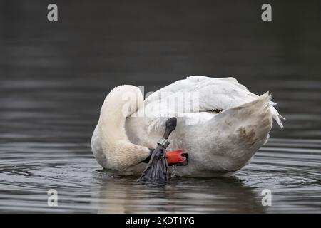 Cigno reale Foto Stock