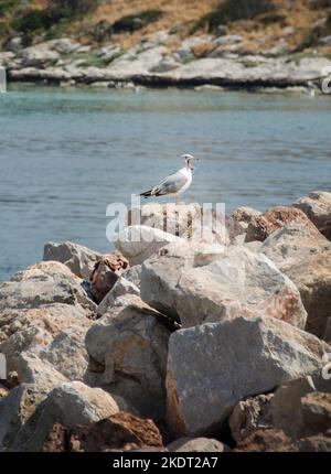seagull sorge sulle rocce sul lato del fiume Foto Stock