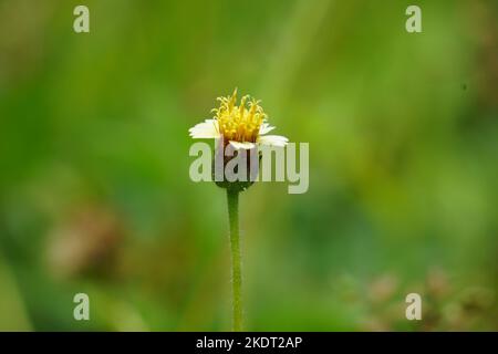 Bidens pilosa (chiamato anche ketul kebo, ketul sapi, jaringan, caringan, lani thuwa, lancing thuwa) con uno sfondo naturale Foto Stock