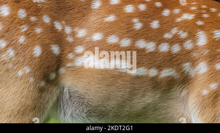 Capriolo Sika maschio Foto Stock