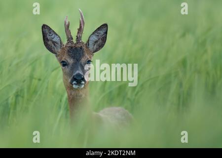 Giovane cervo capriolo in campo di grano Foto Stock