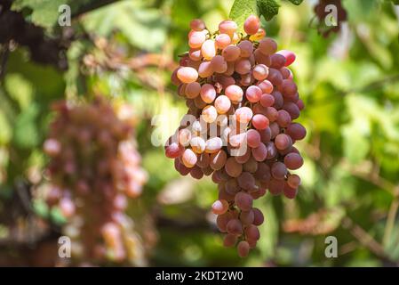 Mazzo di uve rosa appese dalla vite in autunno a Tbilisi, Georgia Foto Stock