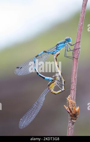 Becherjungfer, Gemeine Becherjungfer, Becher-Jungfer, Becher-Azurjungfer, Becherazurjungfer, Azurjungfer, Paar, Pärchen, Paarung, Paarungsrad, Kopula Foto Stock