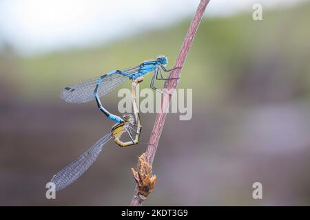 Becherjungfer, Gemeine Becherjungfer, Becher-Jungfer, Becher-Azurjungfer, Becherazurjungfer, Azurjungfer, Paar, Pärchen, Paarung, Paarungsrad, Kopula Foto Stock