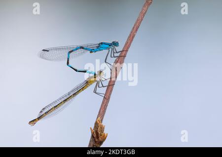 Becherjungfer, Gemeine Becherjungfer, Becher-Jungfer, Becher-Azurjungfer, Becherazurjungfer, Azurjungfer, Paar, Pärchen, Paarung, Kopulation, Kopula, Foto Stock