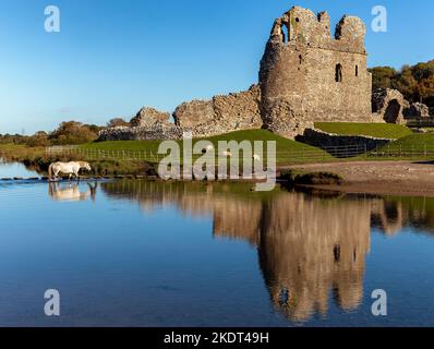 Cavalli che attraversano un fiume vicino alle rovine di un antico castello. (Castello di Ogmore, Glamorgan, Galles) Foto Stock