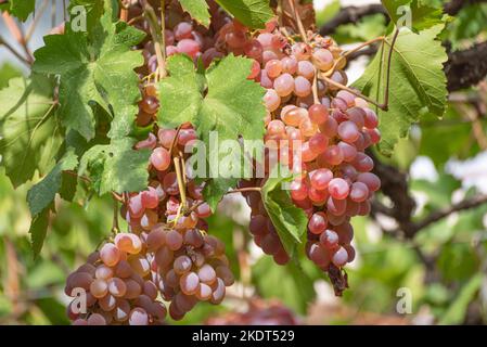 Mazzo di uve rosa appese dalla vite in autunno a Tbilisi, Georgia Foto Stock