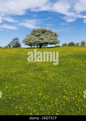 Alberi di biancospino comune (Crataegus monogyna) in fiore in un prato riempito di farfalle nella riserva naturale di Middle Down all'inizio dell'estate nel paesaggio nazionale delle Mendip Hills, Somerset, Inghilterra. Foto Stock