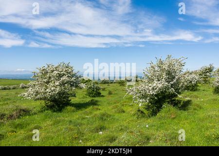 Biancospino comune (Crataegus monogyna) in fiore tra gli antipasti della formica di prato giallo (Lasius flavus) nella riserva naturale di Middledown nel paesaggio nazionale delle Mendip Hills, Somerset, Inghilterra. Foto Stock