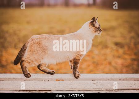 Un bel gatto Tabby Thai si trova sul retro di una panchina bianca del parco in un giorno d'autunno. Una passeggiata nel parco con un animale domestico. Foto Stock