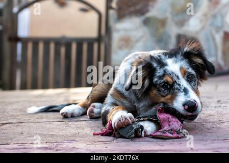Ritratto di un cucciolo di pastore australiano che si mordicchiava su un slipper. Foto Stock