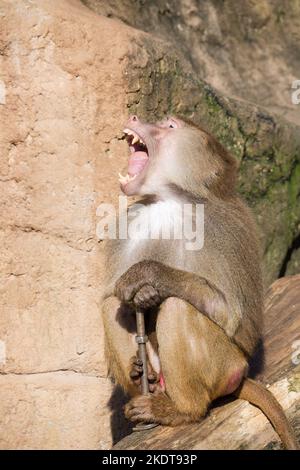 Hamadryas baboon Foto Stock