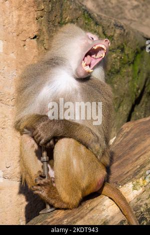 Hamadryas baboon Foto Stock