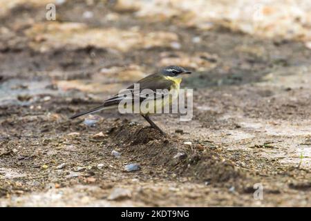 Alaskan Yellow Wagtail (Motacilla t. tschutschensis) - uccello vagante a Sedgeford, Norfolk, Regno Unito nel gennaio 2020 Foto Stock