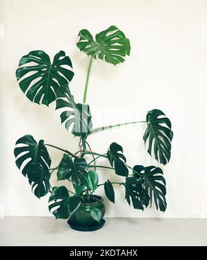 Monstera deliziosa pianta grande su sfondo chiaro in un vaso di fiori verdi Foto Stock