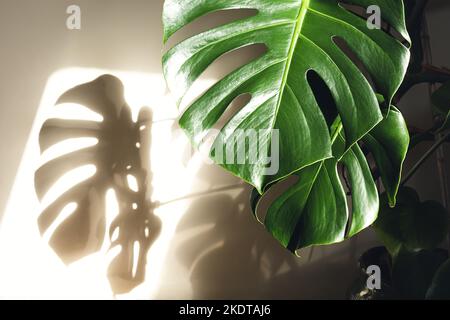 Monstera deliziosa o formaggio svizzero lascia da vicino alla luce del sole e la loro ombra sul muro Foto Stock