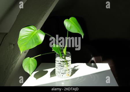 Giovane pianta di Monstera deliziosa in acqua - propagazione di caseificio svizzero, giardinaggio domestico e collegamento con la natura Foto Stock