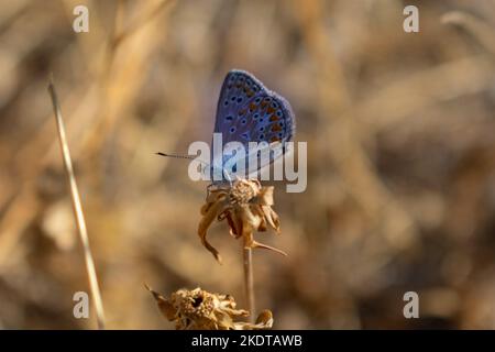 Una farfalla blu su erba secca Foto Stock