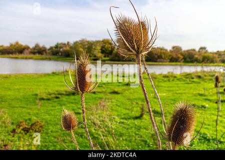 Primo piano delle piante selvagge di Dipsacus o Teasel con un lago e alberi lussureggianti in sfondo sfocato, prato olandese nella riserva naturale di Eijsder Beemden, autum Foto Stock