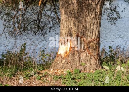 Tronco d'albero morso da un castoro vicino al fiume Maas nella riserva naturale di Eijsder Beemden, piante selvatiche, acqua che scorre sullo sfondo, giorno d'autunno a Eij Foto Stock
