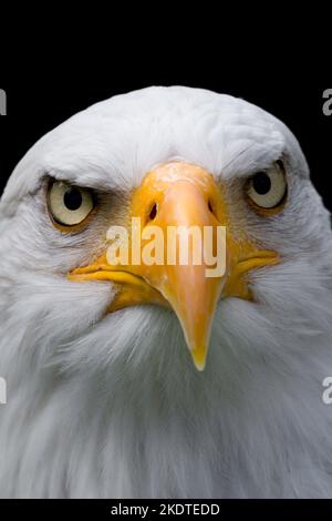 American bald eagle Foto Stock