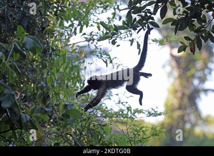 Guianan Brown Cappuccino (Safajus apella apella) Adulti salto tra gli alberi Rio Azul, Brasile. Luglio Foto Stock