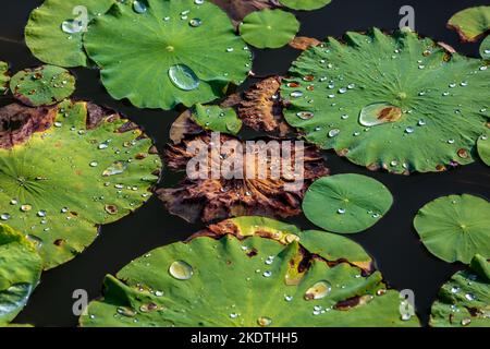 Il nuovo campus della contea di henan huaxian gode della prima scuola media senior, parco acquatico, il loto nella foglia di loto stagno Foto Stock