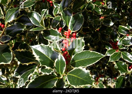 ilex aquifolium argento pianta agrifoglio variegata con bacche rosse in inverno derry londonderry irlanda del nord regno unito Foto Stock