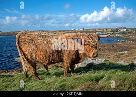 Mucca delle Highland in piedi accanto a un lago su South Uist , Outer Ebrides, Scozia, Regno Unito. Foto Stock