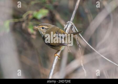 Radde's Warbler - Phylloscopus schwartzi - un vagrante dell'Asia orientale trovato a Southwold, Suffolk, Regno Unito il 2020 ottobre Foto Stock