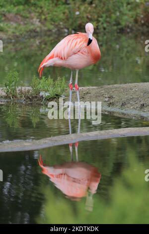 Flamingo preso a WWT Slimbridge.Gloucestershire. I fenicotteri sono un uccello della famiglia dei fenicotteridi. Foto Stock