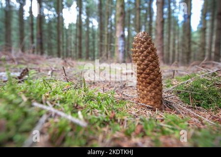 Primo piano del cono in scala maturo macinato di abete norvegese, Picea abies, contro il primo piano sfocato e lo sfondo della foresta di abete rosso Foto Stock