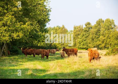 Paesaggio natura Riserva Eexterveld sul Hondsrug nella provincia olandese di Drenthe con mandria di mucche Highlander scozzese a gamma libera con mucca adulta Foto Stock