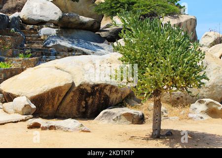 Casibari formazione rocciosa, sull'isola di Aruba, nei Caraibi Foto Stock