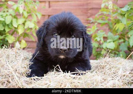 Puppy di Terranova Foto Stock