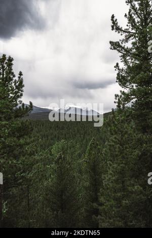 Un tiro verticale dall'alto di una foresta di taiga con un campo infinito di cime verdi di conifere e una montagna innevata sullo sfondo; hi Foto Stock