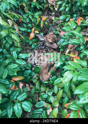 Un giovane cucciolo da solo, accecato circondato da arbusti verdi, in attesa della madre Foto Stock