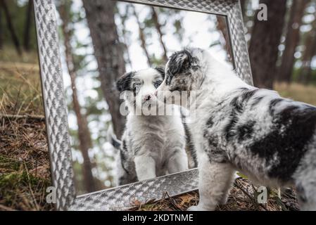 In miniatura Australian Shepherd Puppy guarda in uno specchio Foto Stock