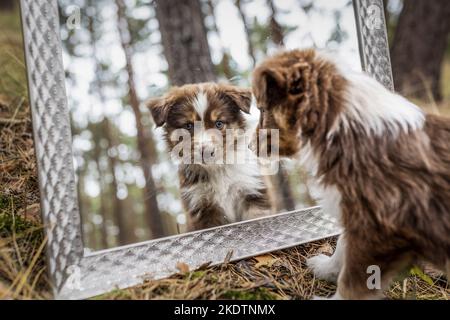 In miniatura Australian Shepherd Puppy guarda in uno specchio Foto Stock