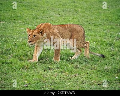 Singolo adolescente focalizzato cucciolo di Leone (Panthera leo) che si stalano sulla prateria di Masai Mara conservanze, Kenya, Africa Foto Stock