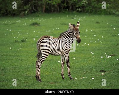 Cute pianure del nemico Zebra / zebra di Grant (Equus quagga boehmi) in piedi in mezzo a fiori fazzoletto di carta sulle pianure verdi dell'ecosistema Mara - Kenya, Africa Foto Stock