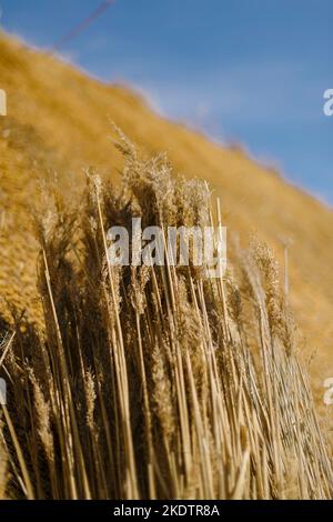 Foto di Jim Wileman - Jane Rush, nella Lower Jurston Farm, vicino a Chagford, Devon. Jane sta strattando il suo tetto. Foto Stock