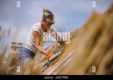 Foto di Jim Wileman - Jane Rush, nella Lower Jurston Farm, vicino a Chagford, Devon. Jane sta strattando il suo tetto. Foto Stock