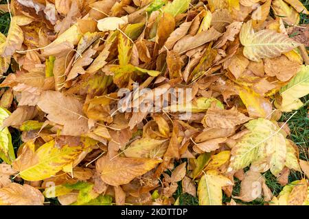 Foglie che cadono da alberi in caduta. Foglie gialle, figliata di foglie Foto Stock