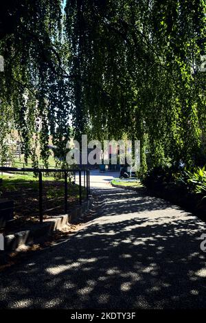 Percorso all'ombra sotto un faggio in un parco Foto Stock