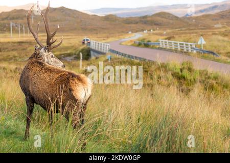Callum la Stag guardando giù per la strada. Questa famosa scalata gira intorno a un piccolo parcheggio alla ricerca di cibo da parte dei visitatori a Glen Torridon, Highl scozzese Foto Stock