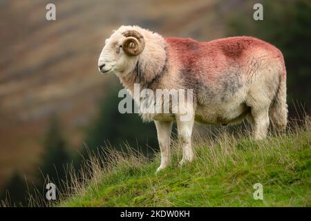 Un bel RAM di Herdwick o pecora maschio in autunno, si trovava su un alto Cumbria cadde, di fronte a sinistra con corna ricci e segnato rosso sulla sua schiena. Primo piano. Horizo Foto Stock