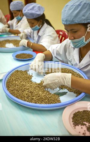Controllo di qualità linea di produzione Pepper Farm Kampot Cambogia Foto Stock