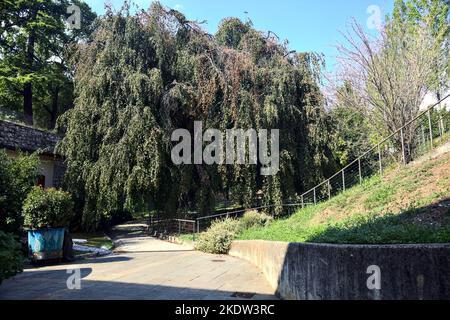 Percorso all'ombra sotto un faggio in un parco Foto Stock